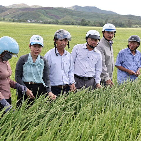 Kiểm tra thăm đồng, hướng dẫn chăm sóc lúa vụ Hè Thu năm 2026
