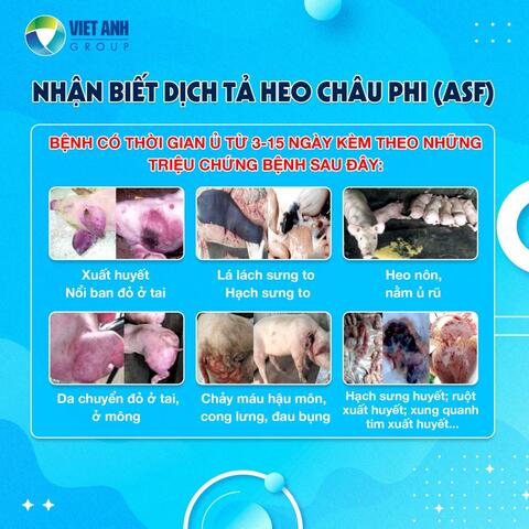 CHỦ ĐỘNG PHÒNG, CHỐNG DỊCH TẢ LỢN CHÂU PHI - BẢO VỆ SINH KẾ NGƯỜI DÂN XÃ PHÚ HÒA 1